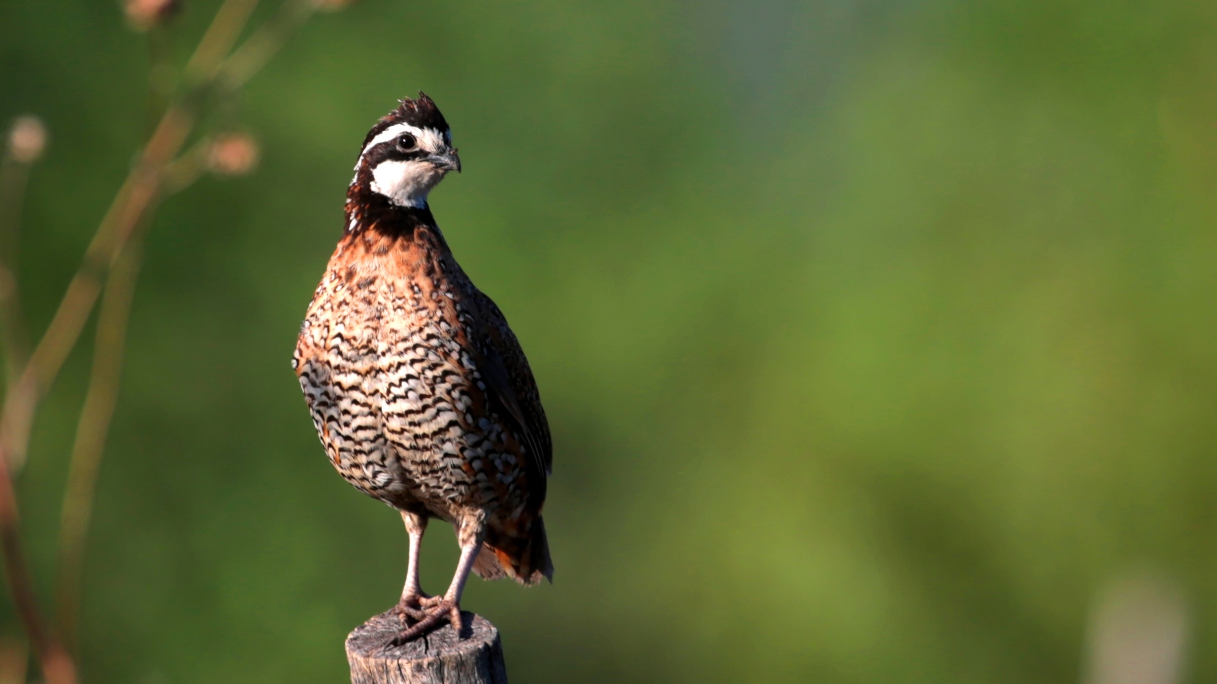 Northern Bobwhite