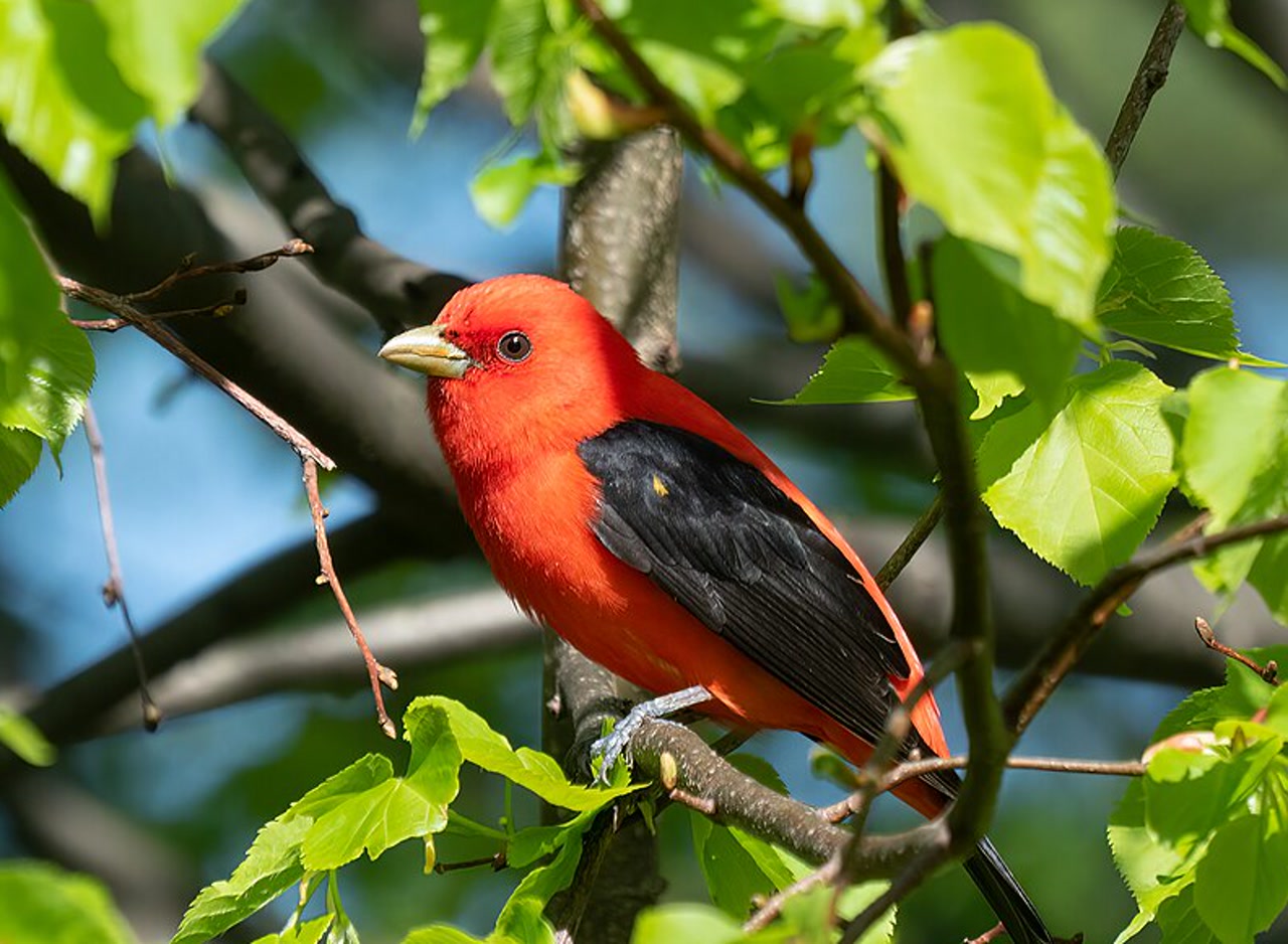 Scarlet Tanager